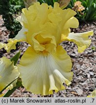 Iris hort. Promyk