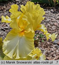 Iris hort. Promyk