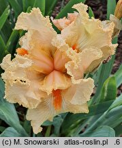 Iris hort. Polska Jesień