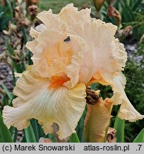 Iris hort. Polska Jesień