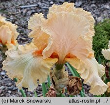 Iris hort. Polska Jesień