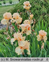 Iris hort. Polska Jesień