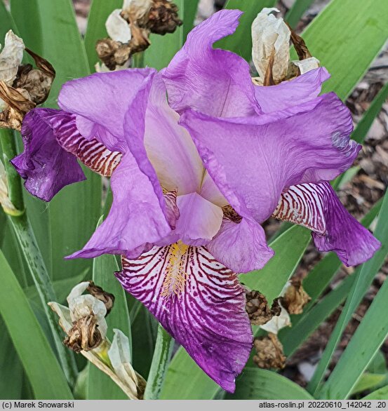 Iris hort. Księżna Łowicka