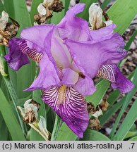Iris hort. Księżna Łowicka