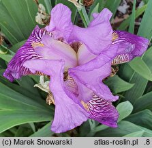 Iris hort. Księżna Łowicka