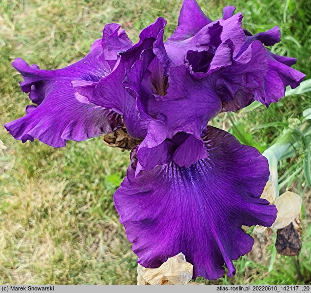 Iris hort. Czernice
