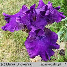 Iris hort. Czernice