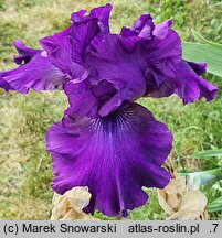 Iris hort. Czernice