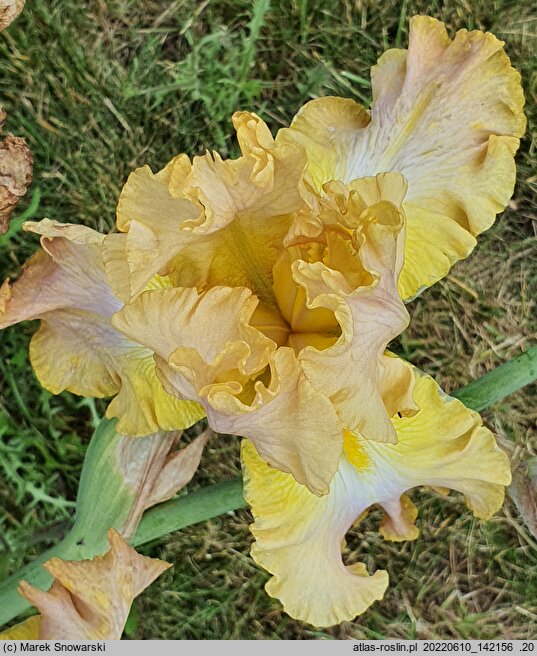 Iris hort. Babie Lato