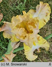 Iris hort. Babie Lato