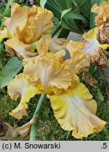 Iris hort. Babie Lato