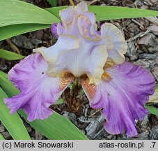 Iris hort. Wrzosowa Odyseja