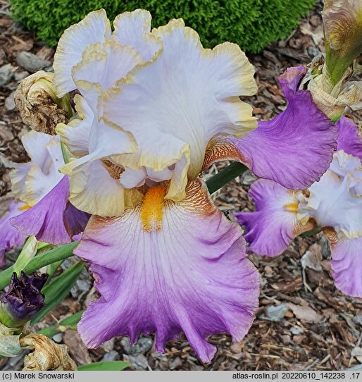 Iris hort. Wrzosowa Odyseja