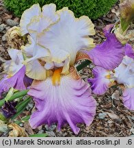 Iris hort. Wrzosowa Odyseja