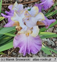 Iris hort. Wrzosowa Odyseja