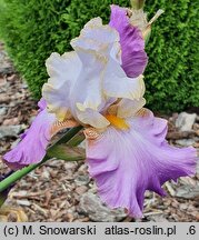 Iris hort. Wrzosowa Odyseja