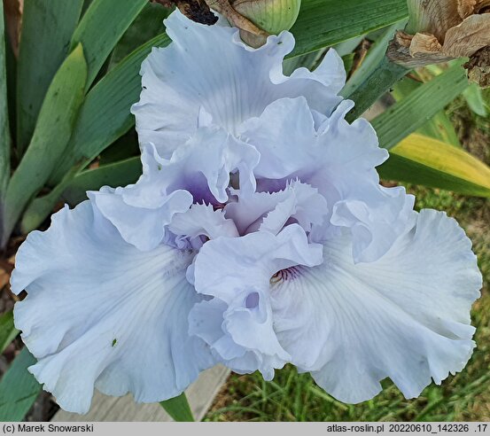 Iris hort. Wodospad