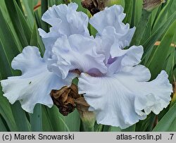 Iris hort. Wodospad