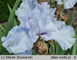 Iris hort. Wodospad
