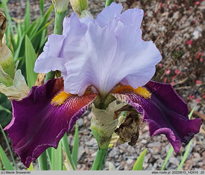 Iris hort. Wiosna