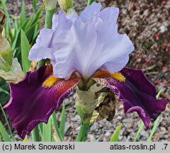 Iris hort. Wiosna