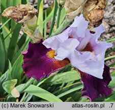 Iris hort. Wiosna