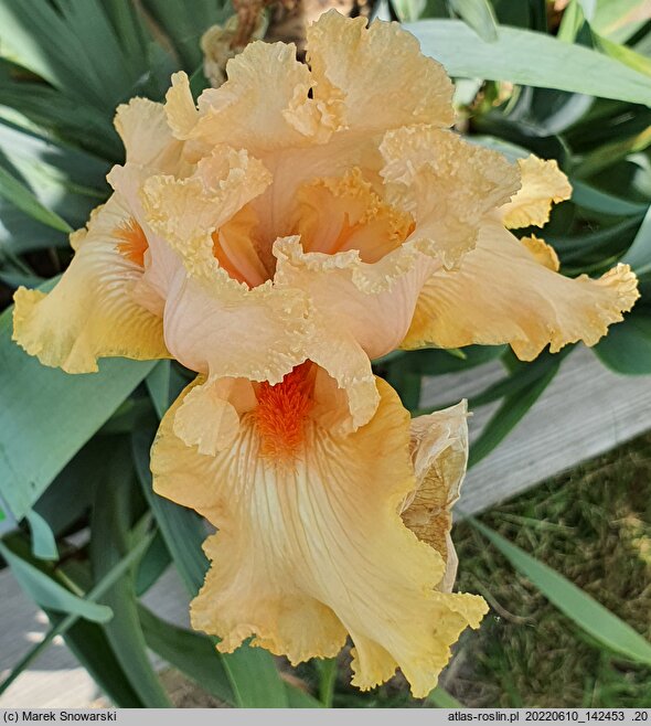 Iris hort. Wawel