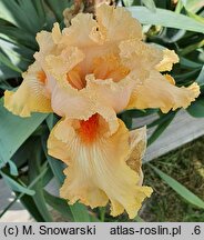 Iris hort. Wawel