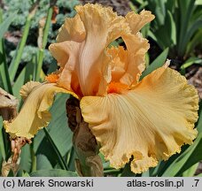 Iris hort. Wawel