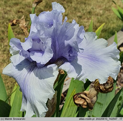 Iris hort. Falujące Jezioro