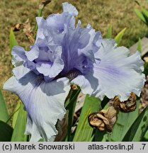 Iris hort. Falujące Jezioro