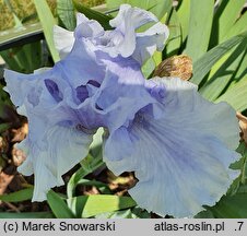 Iris hort. Falujące Jezioro