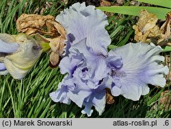 Iris hort. Falujące Jezioro