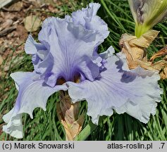 Iris hort. Falujące Jezioro