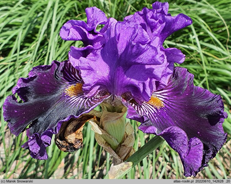 Iris hort. Dobranoc