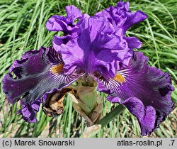 Iris hort. Dobranoc