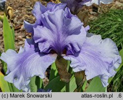 Iris hort. Chopin