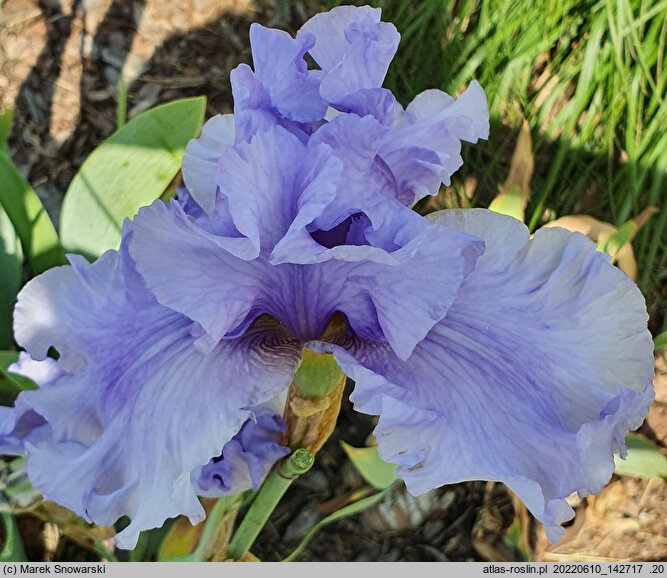 Iris hort. Chopin
