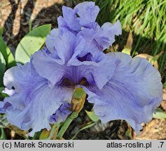Iris hort. Chopin