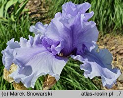 Iris hort. Chopin