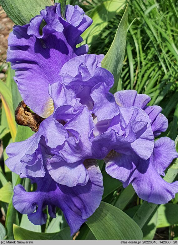 Iris hort. Błękitne Tango