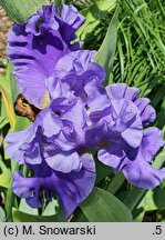 Iris hort. Błękitne Tango
