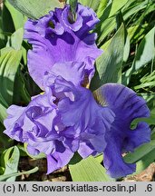 Iris hort. Błękitne Tango