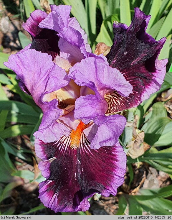 Iris hort. Bordowy Melonik