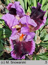 Iris hort. Bordowy Melonik