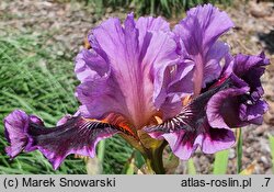 Iris hort. Bordowy Melonik