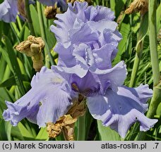 Iris hort. Błękitne Niebo