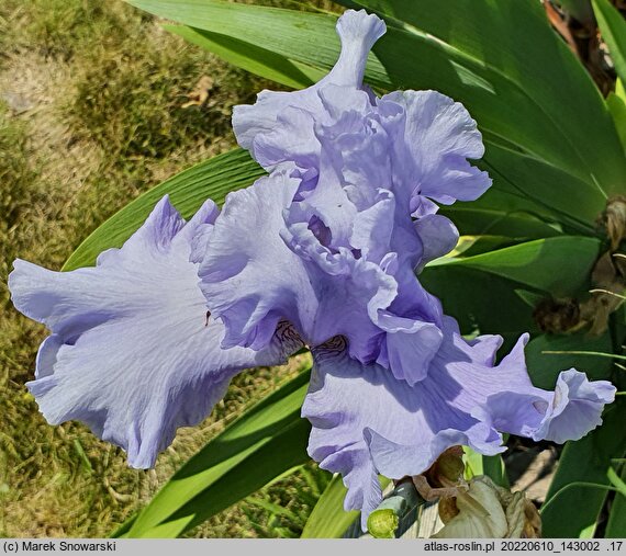 Iris hort. Błękitne Niebo