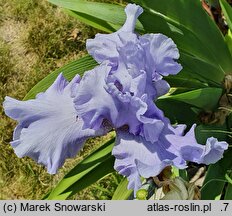 Iris hort. Błękitne Niebo