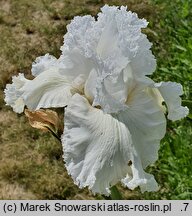 Iris hort. Biały Łabędź